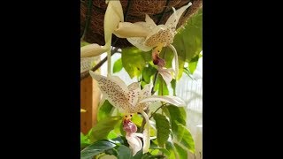 Stanhopea tigrina flower [upl. by Mallin560]