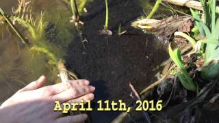 The Frogspawn Fishpond VLOG Episode 1  NO WEAPONS [upl. by Eelek581]