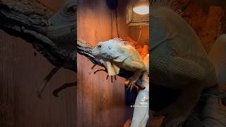 Visiting Essex Reptile in Braintree 🦎🐍 reptiles iguana lizard snake [upl. by Nobile]