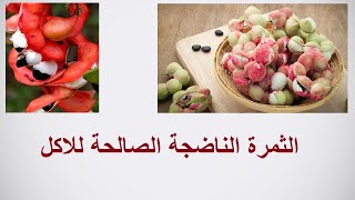 طرق زراعة اللوز الهندى و الاستفادة منه Pithecellobium حلقة 379 [upl. by Anitrebla885]