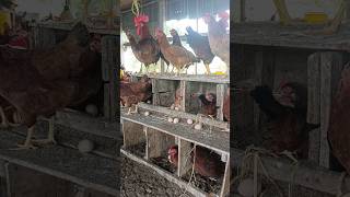 Chickens lay eggs at the age of 5 months chicken egg shortvideo shorts [upl. by Ettenil604]