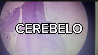 CEREBELO  Explicación del cerebelo a nivel histológico [upl. by Rinaldo437]