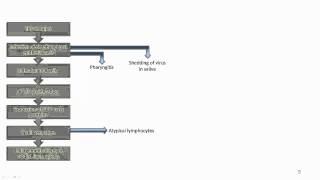 EBV Acute infection [upl. by Ayana]