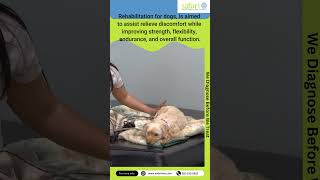 Rehabilitation of a dog at Safari safarivet [upl. by Bax]