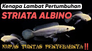 BELI CHANNA STRIATA ALBINO MATA MERAH‼️ [upl. by Olegna]