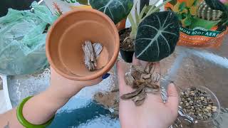 How To Repot An Alocasia [upl. by Vastah]