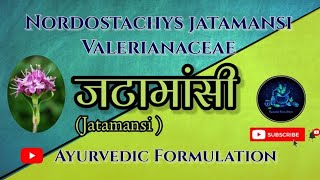 Jatamansi PlantजटामांसीDravyaguna Plantद्रव्यगुणNordostachys jatamansiBAMS 2nd Year [upl. by Asatan]