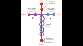 Laminin [upl. by Ezirtaeb203]