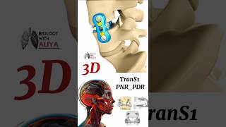 TranS1 PNR PDR medical animation 3d short  BiologywithAliya [upl. by Phares]