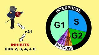 p53 Tumour Suppressor and MDM2 [upl. by Ariada]