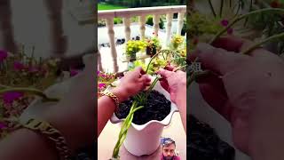 flowers potting gardening plantic diy gardenflowerplants garden gardeing plants [upl. by Bramwell]