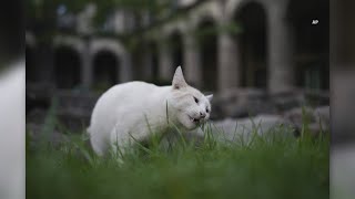 19 feral cats in Mexico make history [upl. by Oirramaj607]