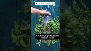 Nutritional Benefits and how to grow mint in Bottleytshortviral [upl. by Greenstein579]