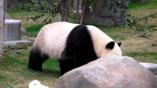 Ailuropoda melanoleuca Hong Kong Ocean Park [upl. by Ramas]