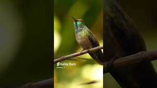 Picaflor Esperalda en el Jardín de los Picaflores picaflor Colibrí Argentina birds hummingbird [upl. by Araiet317]