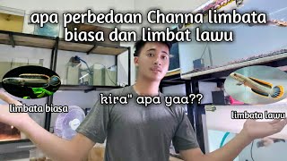 apa perbedaan Channa limbata biasa dan limbat lawu [upl. by Ueihtam426]