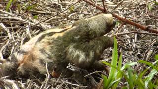 Brownthroated threetoed sloth from Ecuador Bradypus variegatus [upl. by Watt204]