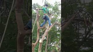 Sabarinathan tree cutter pattukkottai 8072635013 service [upl. by Aiht847]