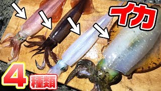 【奇跡】堤防から4種類達成‼イカでイカが釣れた！ [upl. by Anoniw]