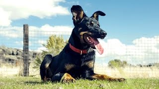 Australian Kelpie Working  Stock Dog Training [upl. by Bigler]