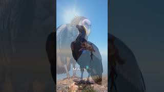 Discover the Majestic Andean Condor birdsofprey condors birds [upl. by Sarazen]