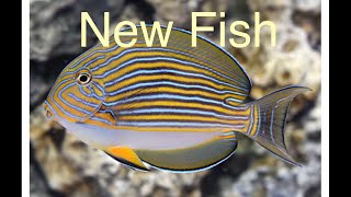 New Fish Added To My Reef Tank  Clown Tang  Flame Hawkfish Saltwater Coral Aquarium [upl. by Calendre]