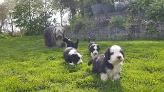 Bearded Collie puppies  4 weeks old first time outdoors [upl. by Elwaine]