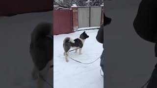 1 American akita vs 7 Dogs [upl. by Walliw]