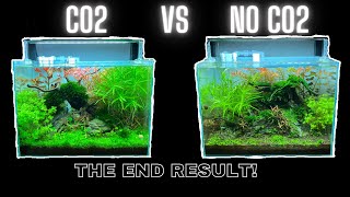 CO2 VS NO CO2  SIDE BY SIDE COMPARISON  THE DIFFERENCE CO2 MAKES IN GROWING PLANTS [upl. by Laurita]