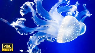 Colorful Jellyfish Aquarium in 4K Video Ultra HD with Relaxing Music [upl. by Meares740]