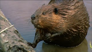 How Do Beavers Build Dams  Nature on PBS [upl. by Lore]