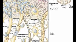 Ependymal cells 2 [upl. by Rehpotisrhc85]