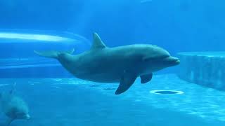 Acquario di Genova Delfini in azione dolphins [upl. by Irodim]