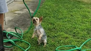 When your Pup attacks the Hose🤣 viralvideo yorkie smalldogbreed rylie [upl. by Nepsa590]