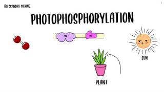 Photophosphorylation [upl. by Einrae]