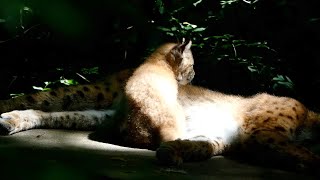 Luchs Baby im Tiergarten Zoo Schönbrunn geboren Lynx lynx Park Nachwuchs Superzoom Lumix dcfz82 [upl. by Jere]