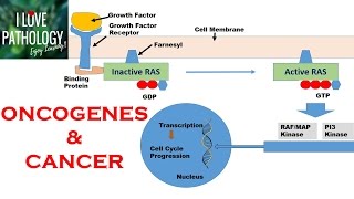 NEOPLASIA 2 HALLMARKS OF CANCER  Protooncogenes Oncogenes amp Oncoproteins [upl. by Ycniuqal168]