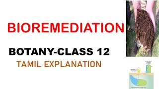 BioremediationBOTANYclass 12Tamil explanationTypes of Bioremediation [upl. by Marita247]