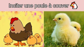 Inciter une poule à couver 🐤Astuces pour faire couver une poule avec ou sans coq [upl. by Marienthal]