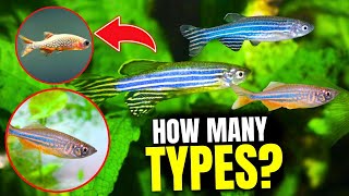 Here Are The 9 BEST Types of Danios [upl. by Ailatan]