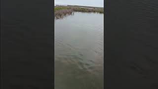 Youre about 2ft short try it again outdoors fish fishing redfish [upl. by Spada]