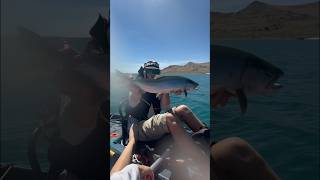 Pyramid Lake Fly Fishing From Kayak [upl. by Narik]