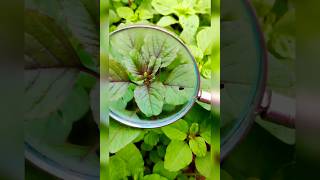 Amaranthus flowering through lenses 😁🏡youtubeshorts nature gardening gardening satisfying [upl. by Lisk]