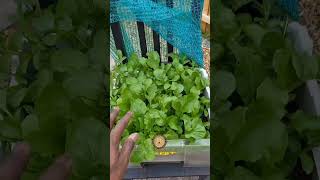 🌱 HARVEST SHORT  ROCKET SALAD  GROW YOUR OWN SAY quotNOquot TO GMO [upl. by Hars]