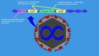 CreLox Optogenetics and the Brain Reward System [upl. by Vinna]