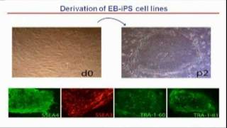 Epidermolysis Bullosa Corrected iPS Stem CellBased Therapy [upl. by Dielle]