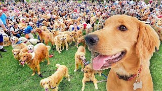 Golden Retriever Sets World Record for largest meetup caught on tape [upl. by Viridi]