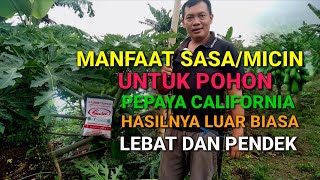 MANFAAT MICIN  MSG  UNTUK POHON PEPAYA CALIFORNIA  RIZAL DURPAY [upl. by Rutledge]