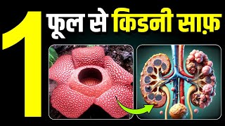 1 फूल से किडनी साफ़  Kaner Flower for Kidney  Karma Ayurveda [upl. by Michaella799]