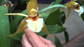 OrchidWeb  Coelogyne lawrenceana [upl. by Niliram]